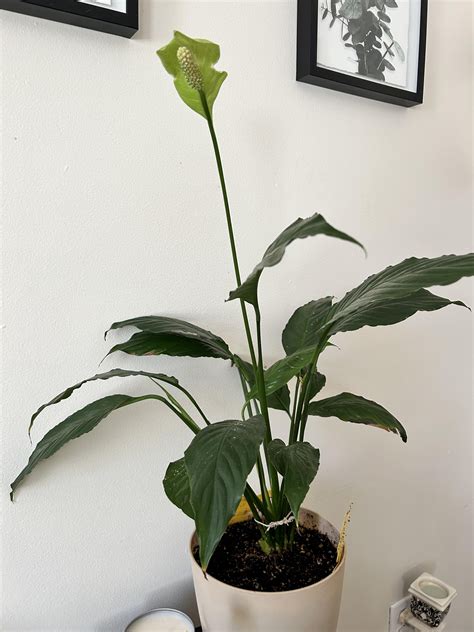 why does my peace lily soil look like this : r/plantclinic