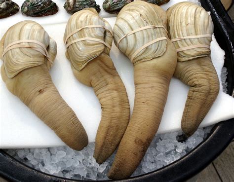 Geoduck Gooey Duck