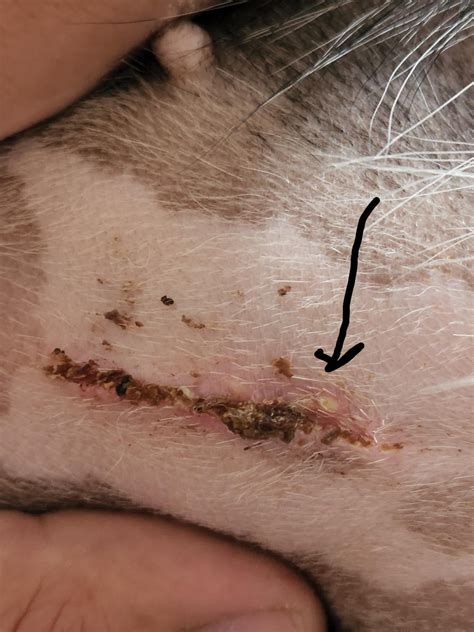 Hard bump from spay incision? : r/CatAdvice