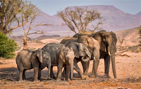 Where Do Elephants Live Map