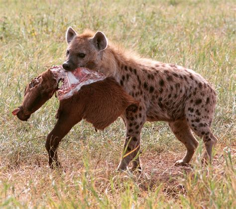 Hyena Food