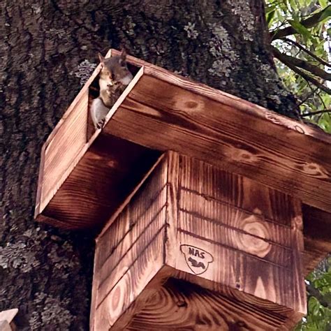 Squirrel Nest Box, Build It Yourself Squirrel House Kit, DIY Gray ...