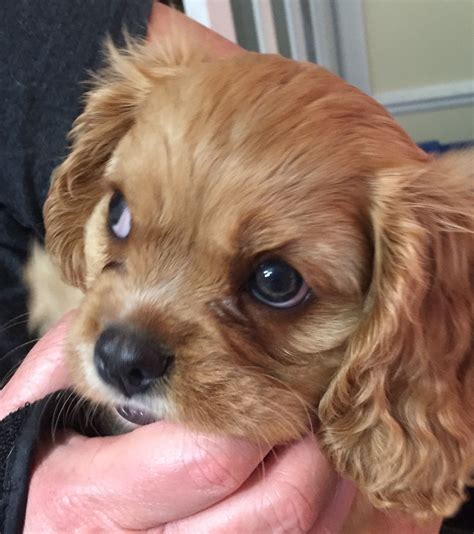 Ruby Red Cavalier King Charles Spaniel Puppy