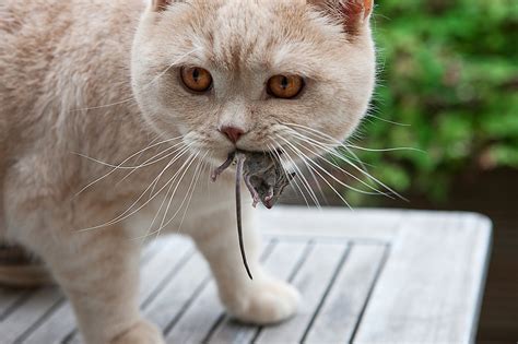 What To Do If Your Cat Finds A Mouse at Charles Gilley blog