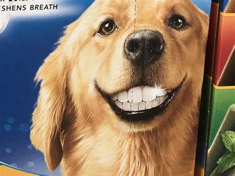 Dog with Human Teeth... | Human teeth, Dogs, Human