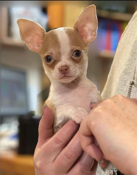 We named him Tiny Timmy Tommy! : r/Chihuahua