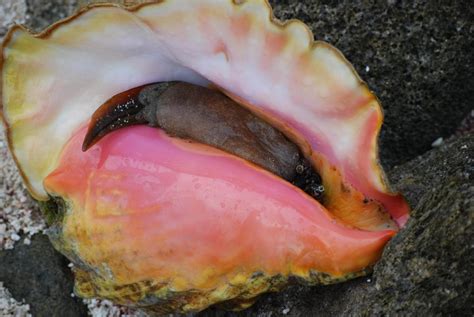 Conches: The Broad Family of Pretty Sea Shells - Ocean Info