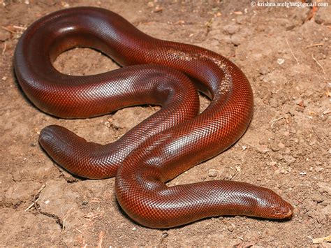 Red Sand Boa | WWF India