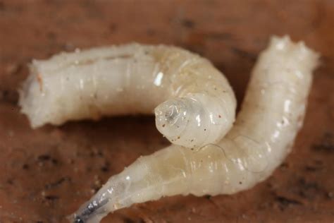 How Do Maggots Form at Aidan Zichy-woinarski blog