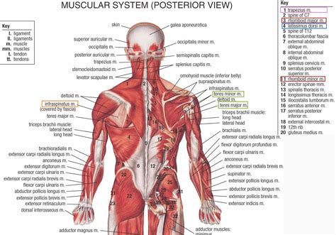 Human&Animal Anatomy and Physiology Diagrams: Lower Back Anatomy Muscles