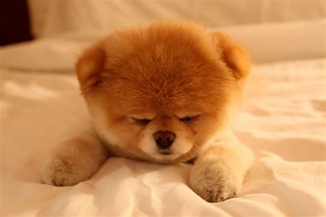 🔥 Free Download Boo The Cutest Dog Sleepy Wallpaper by @mbush ...