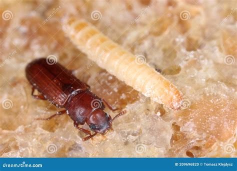 Larva and Beetle of Confused Flour Beetle Tribolium Confusum Known As a ...
