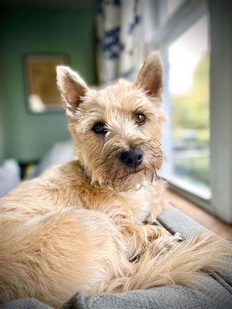 Cairn Terrier Puppies
