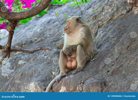 A Macaque Male with Big Balls Testicles Sits on a Rock Under a Tree ...