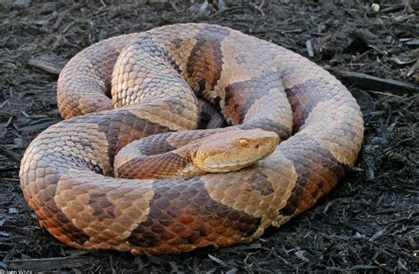Northern Copperhead Snakes | WYPR
