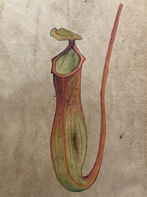 Pitcher Plant Drawing