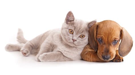[100+] Cat And Dog Wallpapers | Wallpapers.com