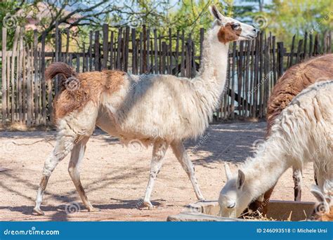 Llama Is A Domesticated South American Camelid, Widely Used As A Meat ...