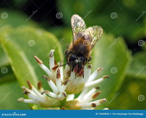 European Honey Bee (Apis Mellifera) Stock Photo - Image of pollen ...