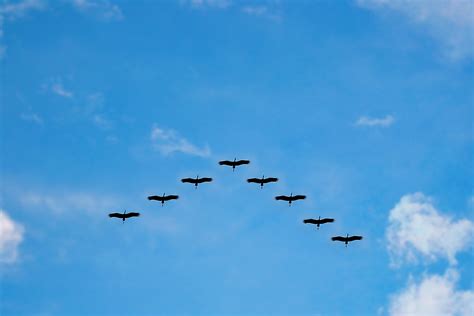Free Images : wing, cloud, flock, flying, airplane, wildlife, vehicle, flight, blue sky, birds ...