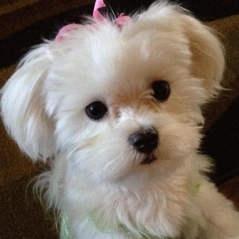 Awww................ … | Maltese dogs, Dog haircuts, Maltese puppy