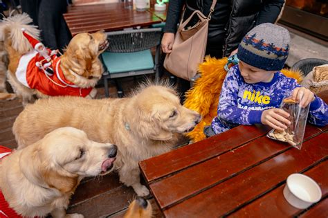 Golden Retriever Cafe Christmas London 2023 - OFFICIAL POP+BARK