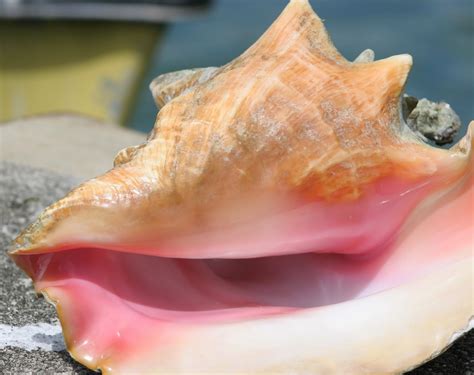 What Is A Conch Fish at Barbara Blackmon blog