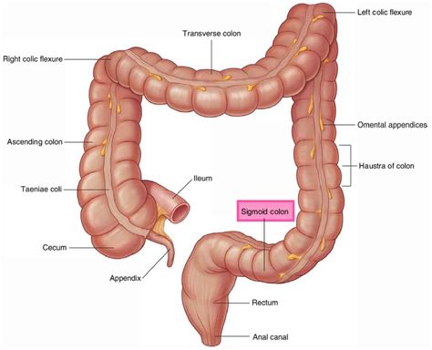 Surgical Anatomy Of Sigmoid Colon