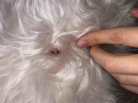 Dog Wart Growing & Bleeding: When to Worry & How to Treat | Petco