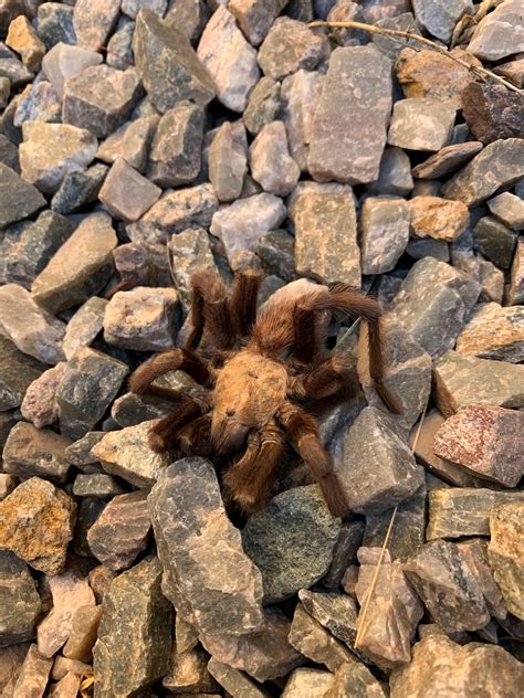 Aphonopelma chalcodes - Arizona blonde tarantula - USA Spiders