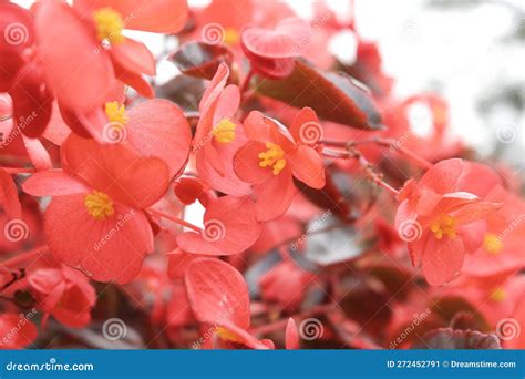 Begonia Semperflorens (Wax Begonia) Stock Image - Image of double ...
