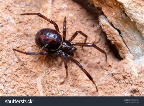 116件の「Mediterranean black widow」の画像、写真素材、ベクター画像 | Shutterstock