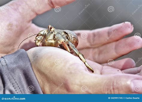Wildlife in Guatemala: a Ecuadorian Hermit Crab is Handled by a Marine ...