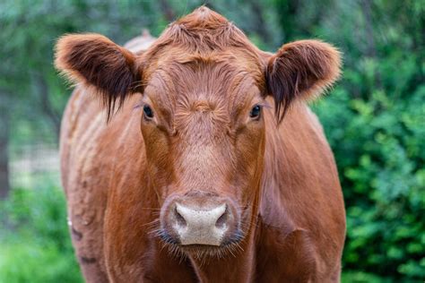 The Astonishing Significance of Red Heifers in Our Day