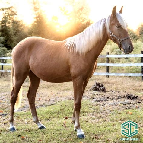 02) CARMELLA ROSE – A filly sired by The Armed Bandit and out of Tibbs Miss Fancy(Rock Me Slow ...