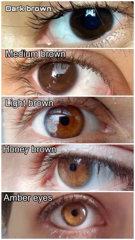 Different shades of brown eye color – Artofit