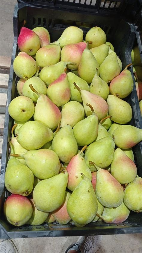 spanish pears time!! | Jose Vicente Chafer Martinez