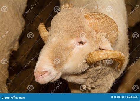 Australian Merino Wool Sheep Farm Located Outside Of Griffith, In New ...