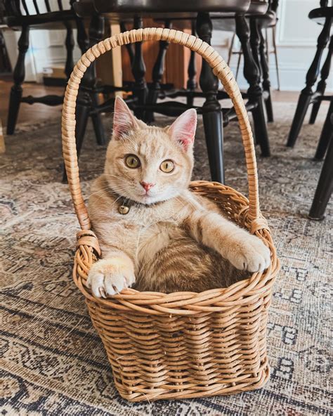 Onlyfans Kitty Kristen