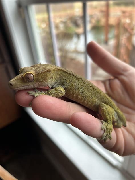 Crested gecko morphs : r/CrestedGecko