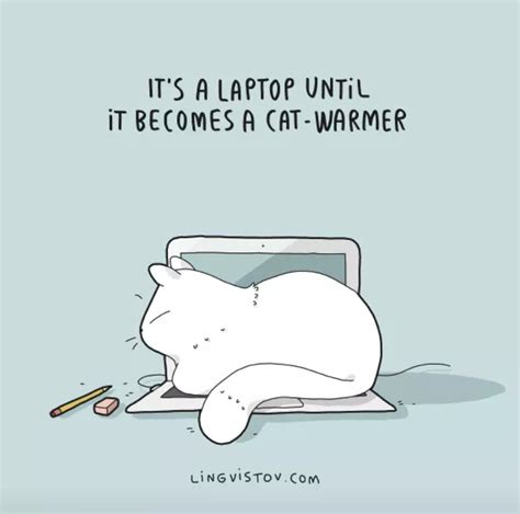 laptop until it becomes a cat warmer | Funny cats, Cat jokes, Crazy cats