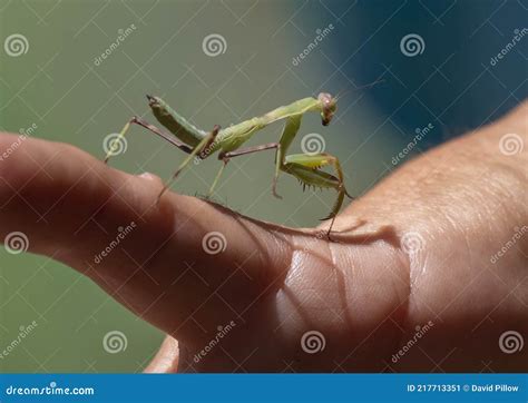 Baby Praying Mantis Walking Along the Hand of a Sixty-three Year-old ...