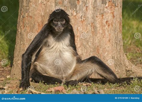 Black-handed spider monkey stock image. Image of animal - 27510189