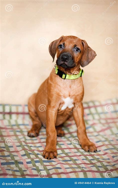 Little Rhodesian Ridgeback Puppy at Home Stock Photo - Image of closeup ...