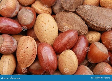 Types Of Nuts In Their Shells at Jeffery Knight blog