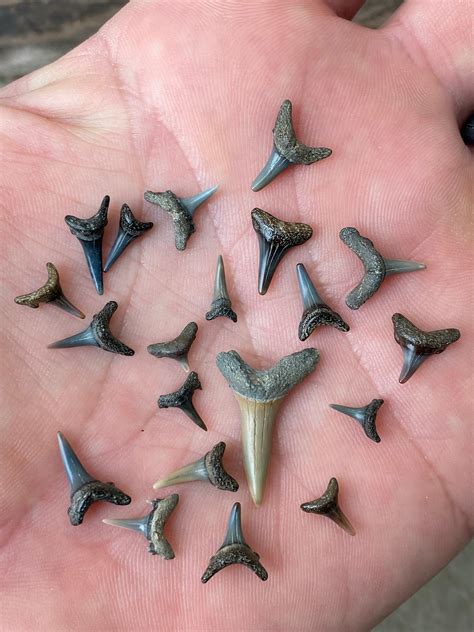 Sand Tiger Shark Teeth