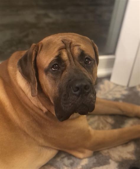 Sorry but it’s too cold to play outside right now : r/Mastiff