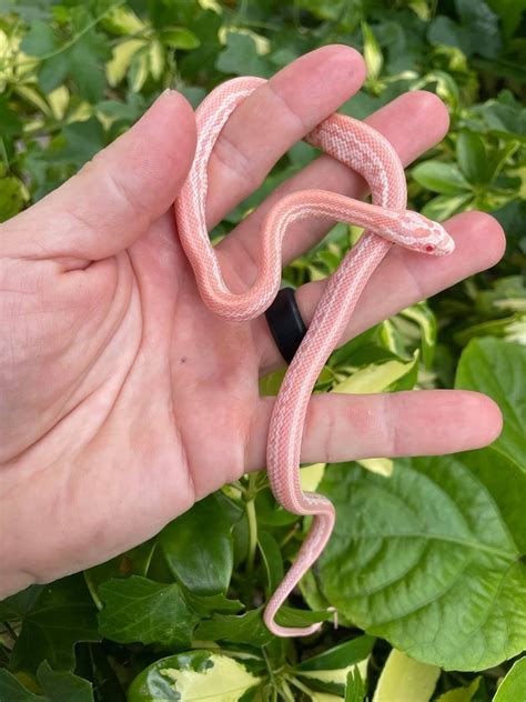 Coral Pink Tessera Corn Snake by Snakes at Sunset - MorphMarket