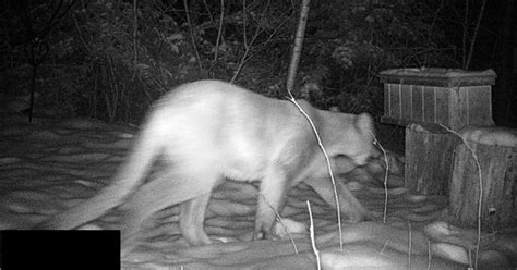 Cougar seen in Menomonee Falls, Wisconsin DNR verifies