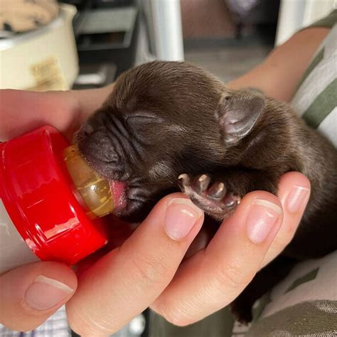Are Dogs Born With Umbilical Cords